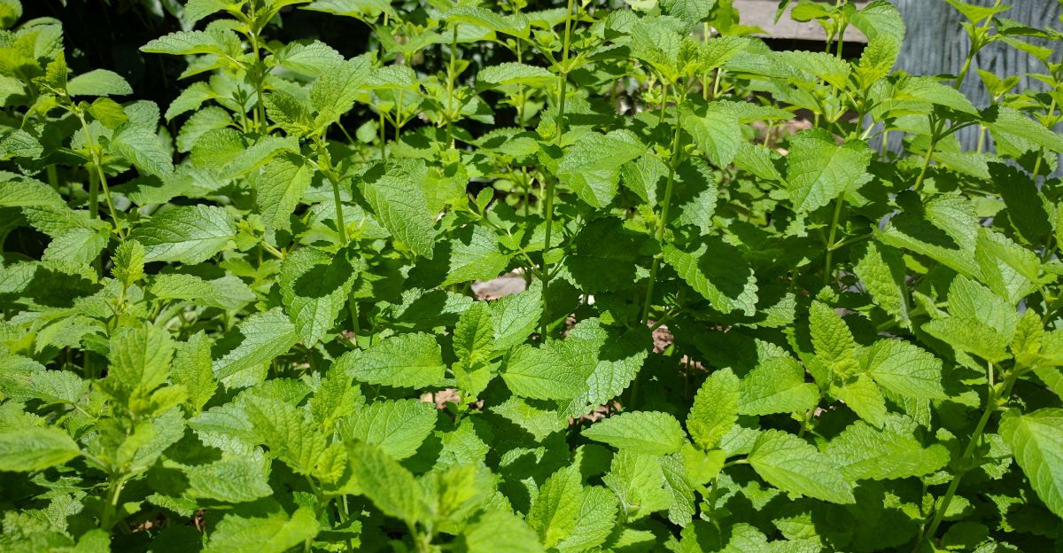 Lemon Verbena