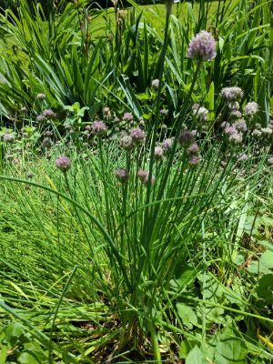 Chives